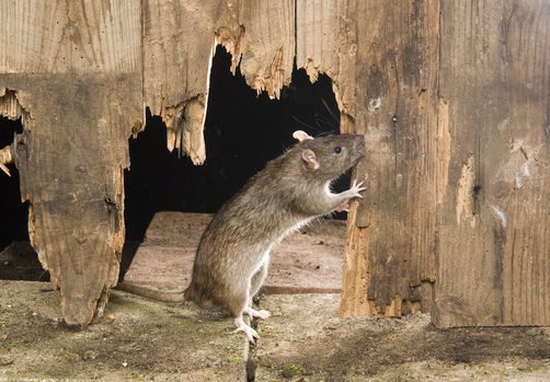 Rodent Rat Image